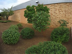 Brush Clearing and New Lawn Installation